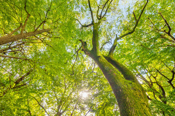 太陽の光を浴びる瑞々しい新録の木