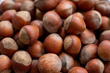 fresh hazelnut in shell, close up