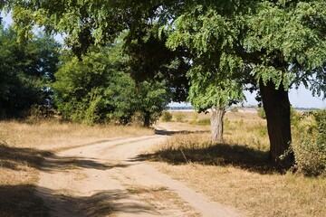 narrow and winding countryside dirt road between trees in windbreak, tree crowns cast deep shadows, sunburnt grass on sunny day