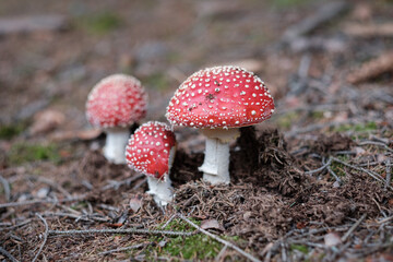 Stack of  red toxic hallucinogenic poisonous mushrooms with red dots in a natural forest environment full of grass, moss and pines. Fly Agaric Amanita Muskari horizontal close-up with copy text space