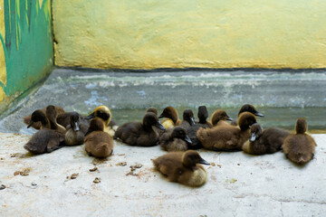 A flock of little ducklings is basking on the stone