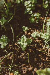 plantas de una huerta organica
