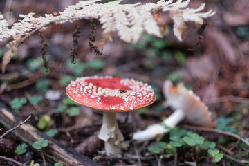 Amanita Muskari - red toxic hallucinogenic poisonous mushroom with red dots in a natural european forest environment full of grass, moss and pines. Fly Agaric. Horizontal close-up with copy text space