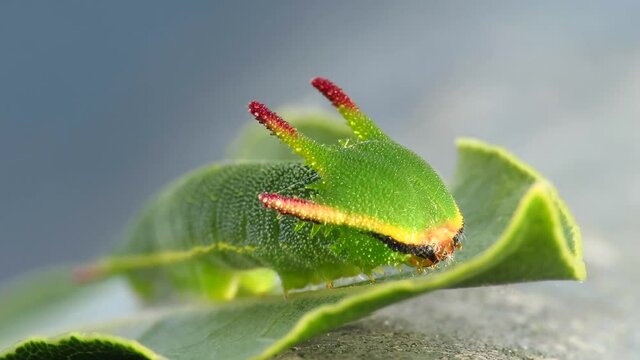 Charaxes