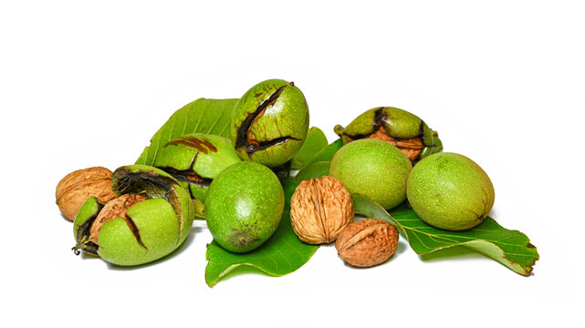 frische Waln&uuml;sse