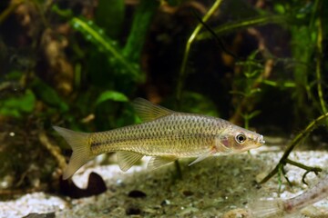 stone moroko or topmouth gudgeon, common freshwater dwarf fish from East in temperate biotope aquarium, highly adaptable and enduring species is ecology threat in European rivers