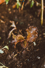 Lechuga morada en una huerta