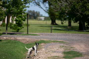 Obraz na płótnie Canvas perros en campo posando para la camara