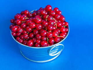 A metal basin filled with red currants on pink background on blue background