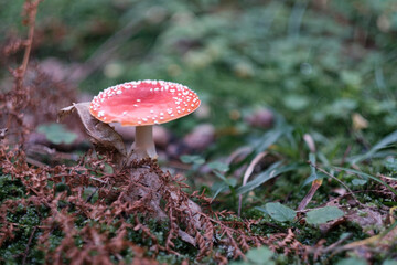 Poisonous red mushroom with red dots in a natural european forest environment full of grass, moss and pines. Fly Agaric, Amanita Muskari