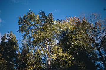 Autumn trees