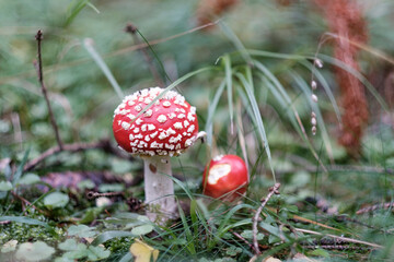 Red cute mushroom with white dots poisonous toxic hallucinogenic Fly Agaric fungus in a forest natural green environment full of grass, moss and pines horizontal close-up with copy space