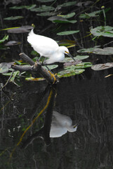 BIRDS- Close Up of Beautifully Reflected Snowy Egret
