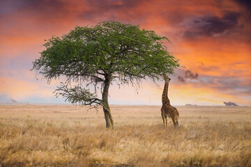 Wild giraffe reaching with long neck to eat from tall tree in African Savanna under dramatic,...