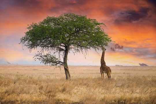 Wild giraffe reaching with long neck to eat from tall tree in African Savanna under dramatic, colorful sunset