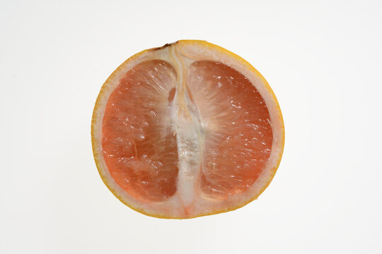 3 406 Best グレープフルーツ Images Stock Photos Vectors Adobe Stock