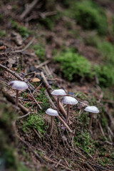 Stack of little white mushrooms in European forest green woods environment vertical close-up with copy space