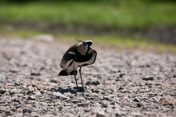 tero en camino de piedra gris 