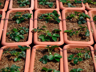イチゴの苗