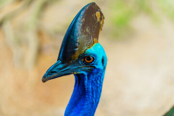 Cassowary close-up. Cassowary head. Big aggressive bird