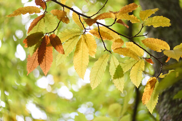 Chestnut branch in autumn