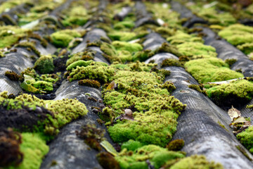 Photo of an old roof overgrown with moss