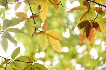 Chestnut leaves in autumn