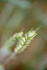 Fototapeta na wymiar close up of wheat