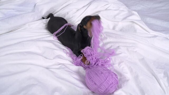 Naughty and restless baby dog puppy left alone at home and making mess nibbles it, wallows and gets tangled in threads, top view.