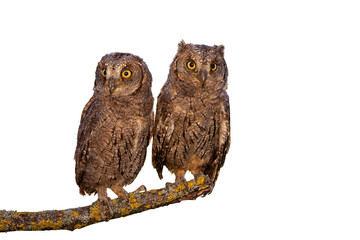 Eurasian scops owl, otus scops, chicks sitting on branch isolated on white background. Two young birds resting on bough cut out on blank. Juvenile feathered animals looking with copy space.