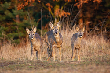 Three roe deer, capreolus capreolus, doe standing on field in autumn nature. Group of careful animals looking to the camera on dry grassland in fall. Herd of female mammals watching on meadow.
