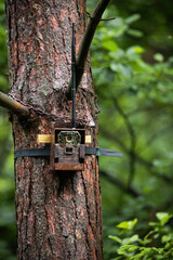 Camera trap attached to a tree with lock in summer forest. Infrared technology for observing wildlife with motion sensor and antenna for sending pictures online. Concept of scientific research.