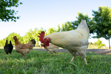 Gallinas y gallos juntos a la par
