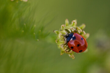 ladybug on a leaf