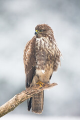 Common buzzard, buteo buteo, sitting on branch in wintertime nature. Bird of prey looking on bough in snowy environment from front vertical composition. Feathered bird watching on wood.