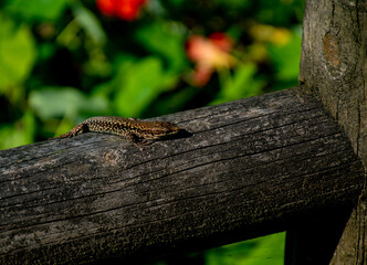 Lagarto tomando el sol sobre la valla