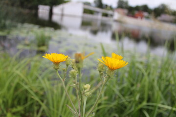 Obraz premium лес