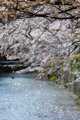 Obraz na płótnie Canvas 祇園白川の桜