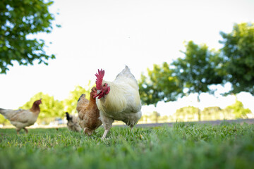 Gallinas y gallos juntos a la par
