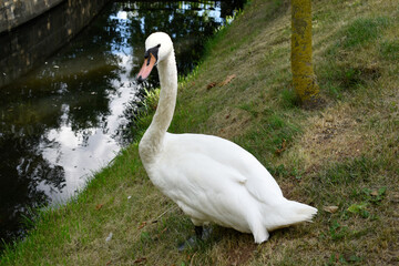 White Swan on the shore of a pond
