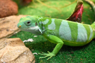 Beautiful lizard with green stripes