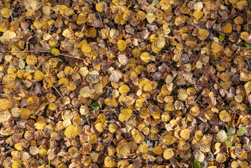 background of leaves