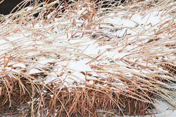 Snow on Ornamental Grass