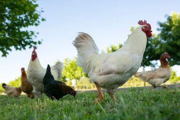 Gallinas y gallos juntos a la par
