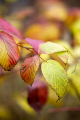 autumn leaves background
