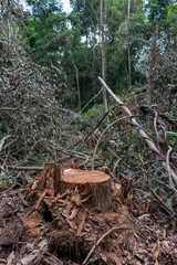 Stump of a tree extracted from a legalized logging area in the Brazilian Amazon rainforest.