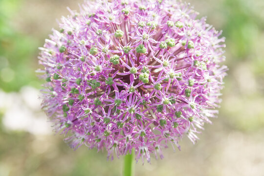 Purple ornamental garlic flower on a blurred green background.