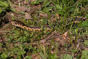 snake in the grass
