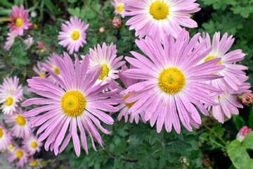 Fototapeta premium Beautiful autumn flowers close up