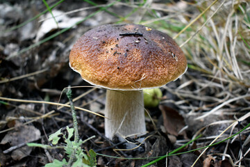 Forest white mushroom
